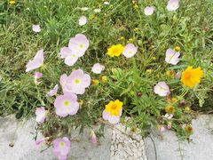 -白鹭湾湿地公园