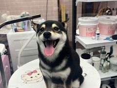 -FAELING PETS美天灵宠物(富力广场店)