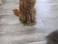 -楼上猫咖(罗湖店)