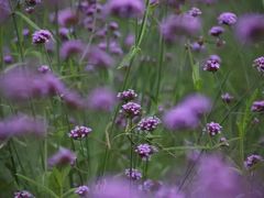 -漩门湾国家湿地公园