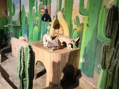 -萌宠奇缘(荣鼎店)