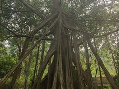 -中国科学院西双版纳热带植物园