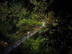 -西双版纳原始森林公园