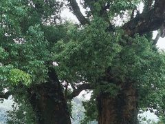 -杨家堂村