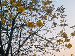 -光明小镇欢乐田园