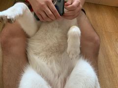 -Husky Go! 哈士奇体验馆·宠物咖啡厅狗咖