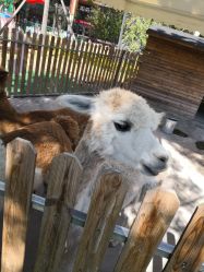 -萌宠亲子动物乐园(槐房万达店)