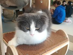 -飞行喵MR PILOT|猫舍·猫咖(静安大融城店)