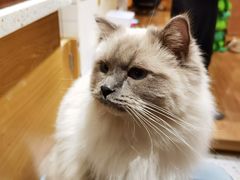 -滚猫咖啡·猫咖·猫友好撸猫(未来城店)
