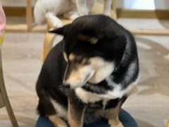 -柴迷FANS CLUB·柴犬狗咖·猫咖
