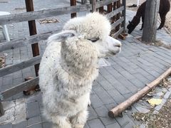 -北京鹿世界主题园