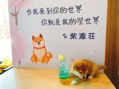 -柴源莊·柴小宠柴犬咖啡