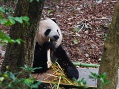 -成都大熊猫繁育研究基地