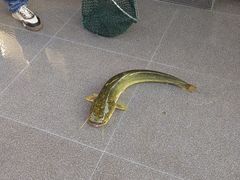 -江龙饭店·乌江豆腐鱼(乌江老桥头店)