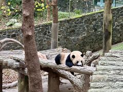 -都江堰中华大熊猫苑