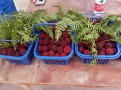 -塘栖枇杷特色园区