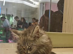 -屋虎猫馆(宝安大仟里店)