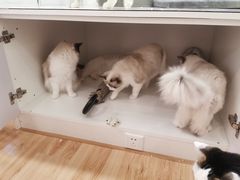 -momokira米努特·德文卷毛猫·棉花面纱犬