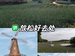 -大塘金香草谷