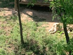 -石家庄市动物园