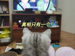 -艾吉宠物医院·疑难杂症转诊中心·猫友好(碧江路院)
