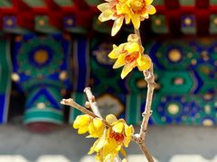 -国家植物园
