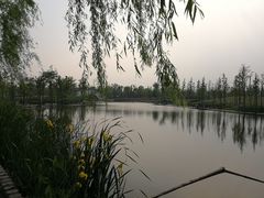 -上海长兴岛郊野公园