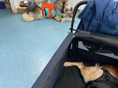 -北京赛佳动物医院