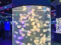 -重庆欢乐海底世界