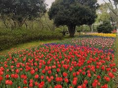 -上海鲜花港