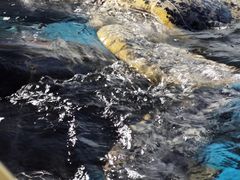 -烟台海昌鲸鲨海洋公园