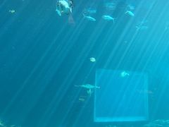 -海棠湾洲际-涛·海底餐厅·美人鱼·自助餐·海底隧道