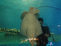 -烟台海昌鲸鲨海洋公园