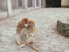 -西安秦岭野生动物园