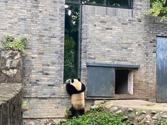 -都江堰中华大熊猫苑