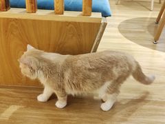 -滚猫咖啡·猫咖·猫友好撸猫(未来城店)