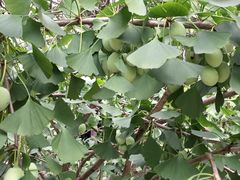 -西山樟坞健康果园枇杷杨梅采摘