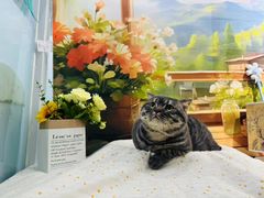 -爱洗澡的猫(望京店)