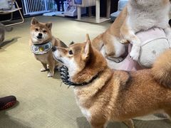 -逗柴咖啡屋·狗咖猫咖宠物桌游