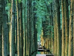 -溱湖国家湿地公园