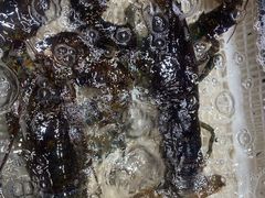 -老虎滩船说·海胆水饺·大连海鲜(老虎滩店)