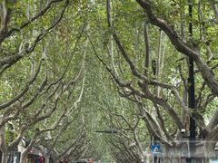 -老吉士酒家(天平路店)