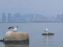 -洱海月湿地公园