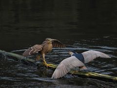 -重庆彩云湖湿地公园