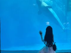 -海合安成都极地海洋公园