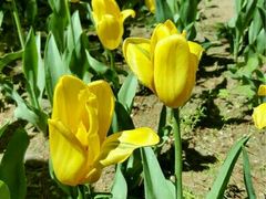 -洛阳郁金香牡丹园