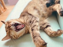 -猫在这儿猫咪咖啡馆·撸猫馆