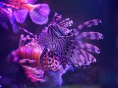 -梦幻海洋王国(吾悦广场张家港店)