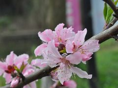 -田园东方蜜桃村的田野营地