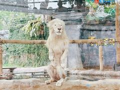 -清迈夜间动物园